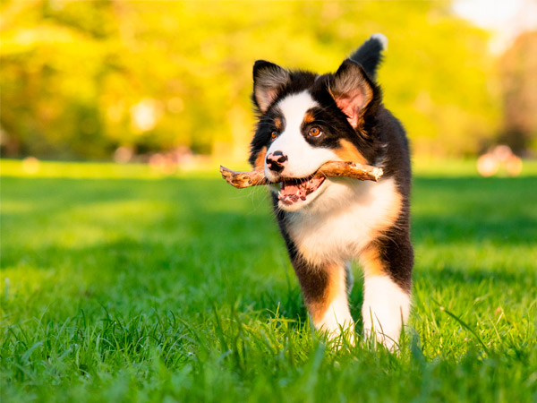 Tratamiento SILEO para perros