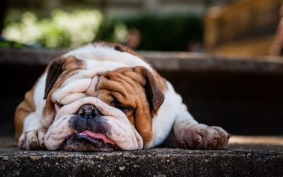 El envenenamiento canino